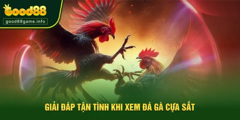 Giải đáp thắc mắc khi xem đá gà cựa sắt cho người mới