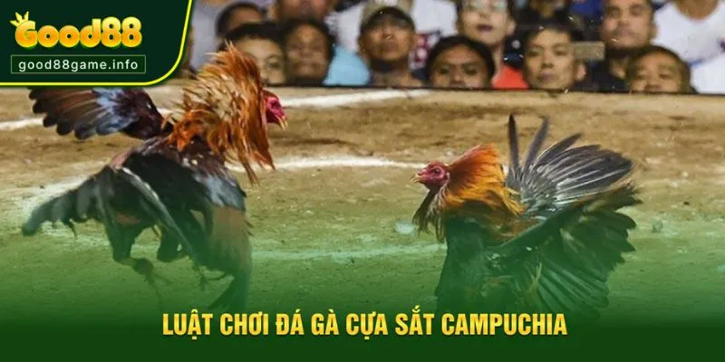 Luật chơi đá gà Campuchia đơn giản và dễ nắm