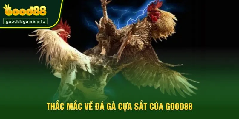 Những thắc mắc từ tân thủ khi tham gia đá gà cựa sắt