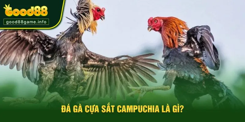 Tìm hiểu đá gà cựa sắt campuchia